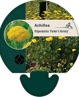 Achillea fil. 'Parker's Variety' Pot 9 cm