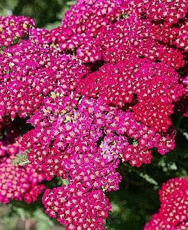 Achillea m. 'Red Velvet' Pot 9 cm