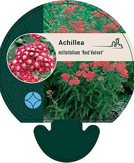 Achillea m. 'Red Velvet' Pot 9 cm