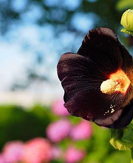 Alcea r. 'Nigra' Pot 9 cm