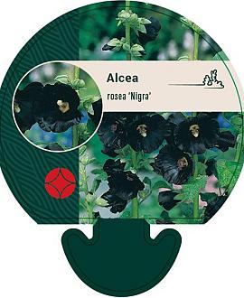 Alcea r. 'Nigra' Pot 9 cm