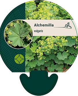 Alchemilla vulgaris Pot 9 cm