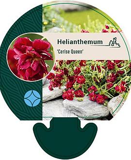 Helianthemum 'Cerise Queen' Pot 9 cm