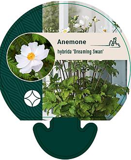 Anemone Dreaming Swan Pot 9 cm