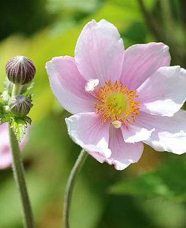 Anemone hyb. 'Elegans' Pot 9 cm