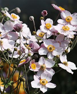 Anemone hyb. 'Ouvertüre' Pot 9 cm