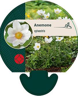 Anemone sylvestris Pot 9 cm