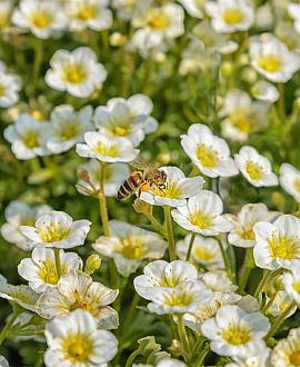 Anemone sylvestris Pot 9 cm