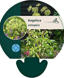 Angelica archangelica Pot 9 cm