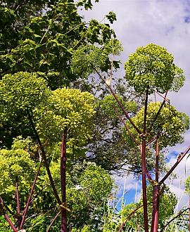 Angelica archangelica Pot 9 cm