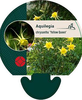 Aquilegia chrysantha 'Yellow Queen' Pot 9 cm