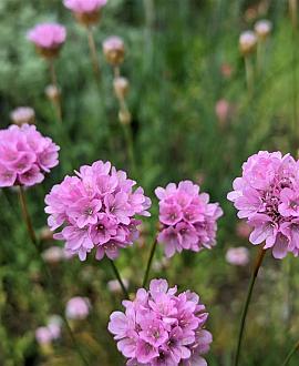 Armeria ps. 'Ballerina Purple Rose' Pot 9 cm