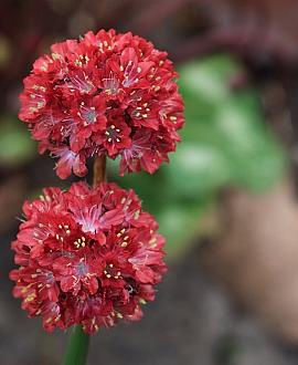Armeria pseudarm. 'Ballerina Red' Pot 9 cm
