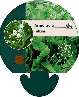 Armoracia rusticana Pot 9 cm