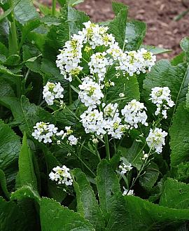 Armoracia rusticana Pot 9 cm
