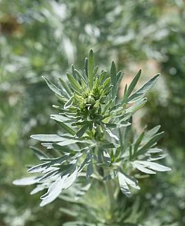 Artemisia absinthium Pot 9 cm