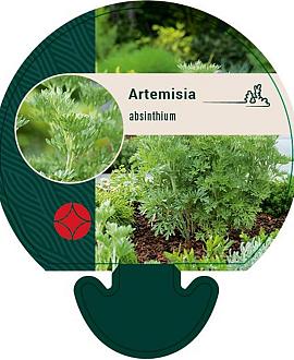 Artemisia absinthium Pot 9 cm