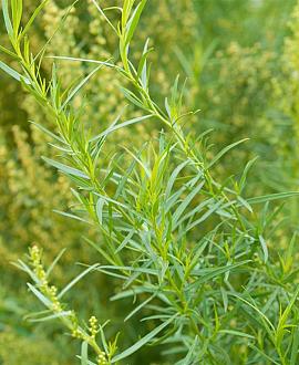 Artemisia dracunculus Pot 9 cm