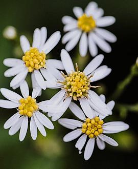 Aster ageratoides 'Starshine' Pot 9 cm
