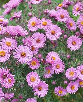 Aster (D) 'Alice Haslam' Pot 9 cm