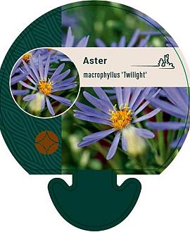 Aster macrophyllus 'Twilight' Pot 9 cm