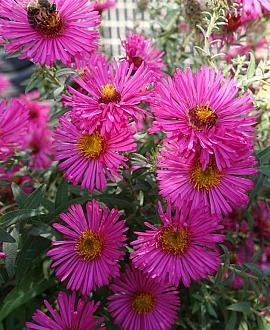 Aster (D) 'Starlight' Pot 9 cm
