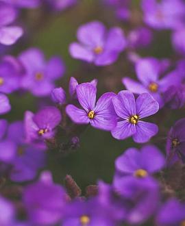 Aubrieta 'Blaumeise' Pot 9 cm