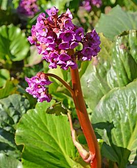 Bergenia 'Bressingham Ruby' Pot 9 cm