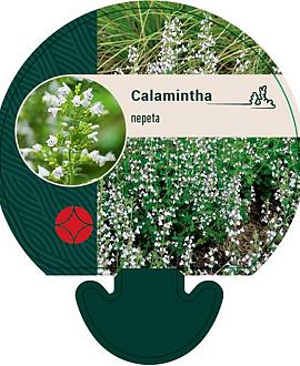 Calamintha nepeta Pot 9 cm