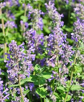 Calamintha nepeta Pot 9 cm