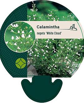 Calamintha n. 'White Cloud' Pot 9 cm