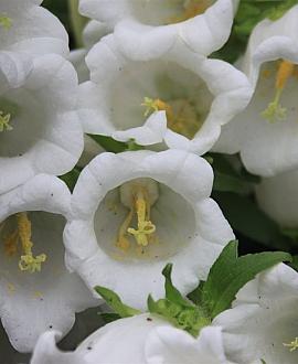 Campanula c. 'Alba' Pot 9 cm