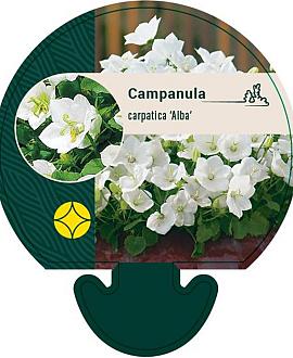 Campanula c. 'Alba' Pot 9 cm