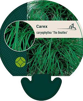 Carex caryophyllea 'the Beatles' Pot 9 cm