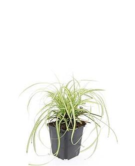 Carex oshim. 'Evergold' Pot 9 cm