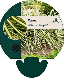 Carex oshim. 'Evergold' Pot 9 cm