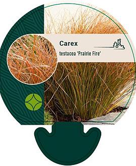 Carex testacea 'Prairie Fire' Pot 9 cm