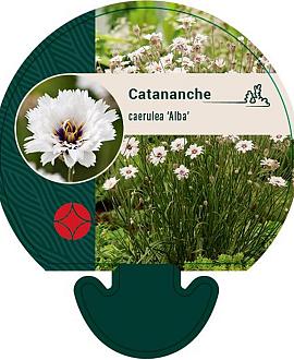 Catananche caerulea 'Alba' Pot 9 cm