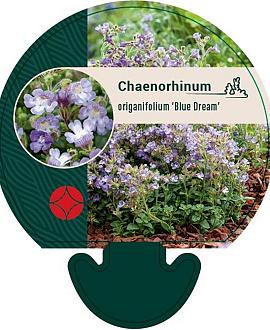 Chaenorhinum origan. 'Blue Dream' Pot 9 cm