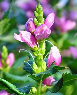Chelone lyonii 'Hot Lips' Pot 9 cm
