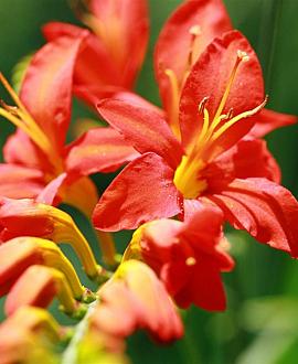 Crocosmia 'Carmine Brilliant' Pot 9 cm
