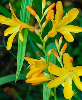 Crocosmia 'George Davidson' Pot 9 cm