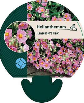 Helianthemum 'Lawrenson's Pink' Pot 9 cm