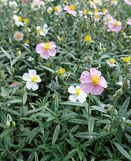 Helianthemum 'Lawrenson's Pink' Pot 9 cm