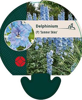 Delphinium (P) 'Summer Skies' Pot 9 cm