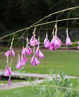 Dierama pulcherrimum Pot 9 cm