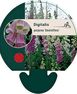Digitalis purp. 'Gloxiniiflora' Pot 9 cm