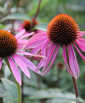 Echinacea angustifolia Pot 9 cm