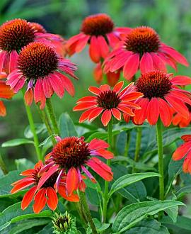 Echinacea Lakota Red Pot 9 cm