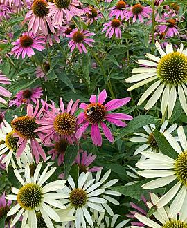Echinacea p. 'Leuchtstern' Pot 9 cm